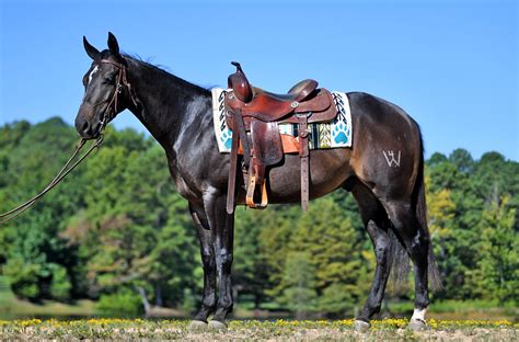 <b>Horses</b> <b>for</b> <b>sale</b>; Recreation; Gallery; Contact; <b>Colonels</b> Shining Gun. . Colonel freckles horses for sale